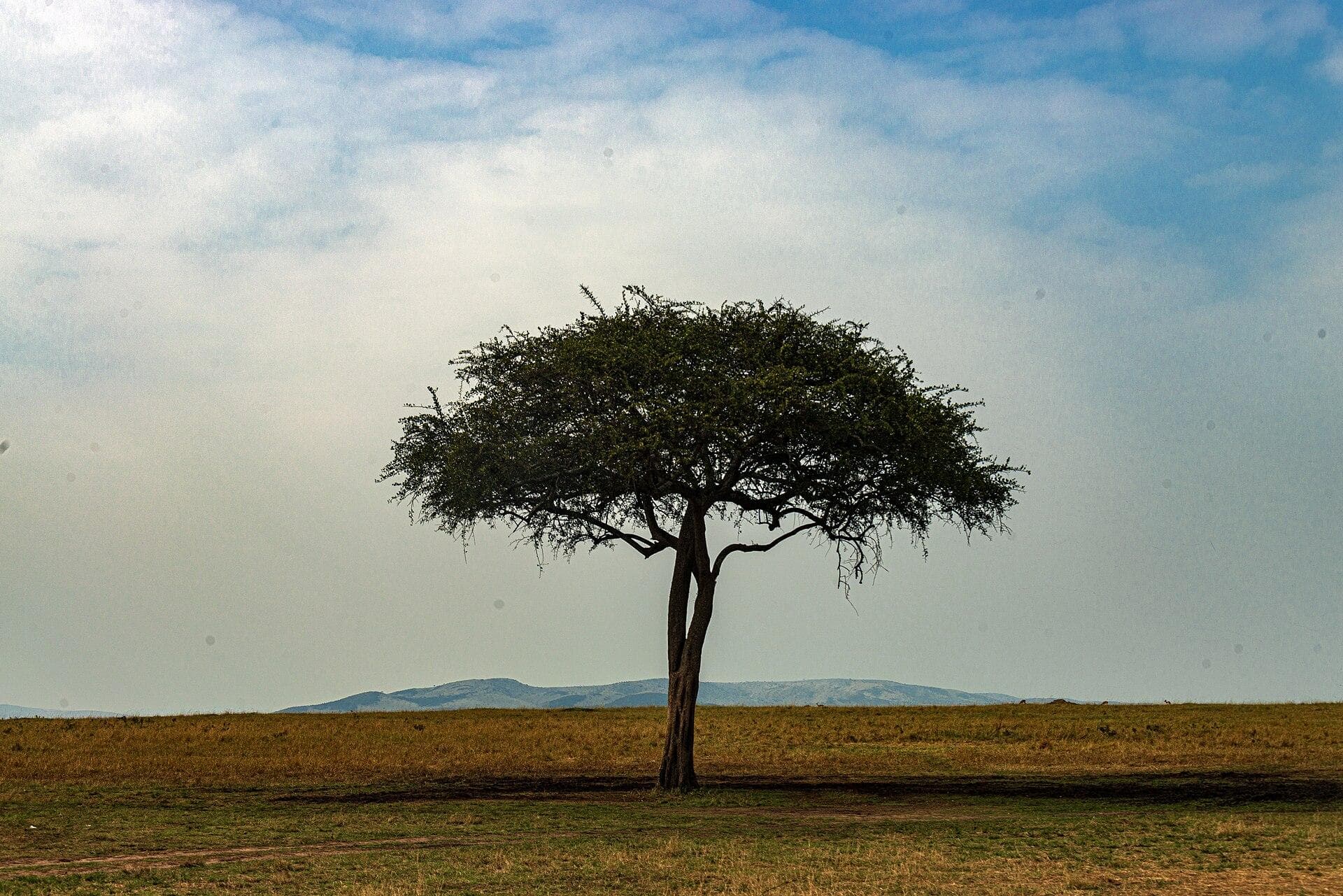 Kenyan Savanna and Acacia Tree